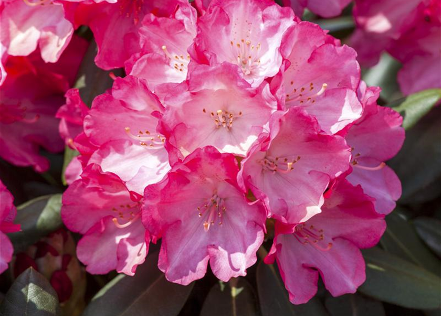 Rhododendron yakushimanum Fantastica