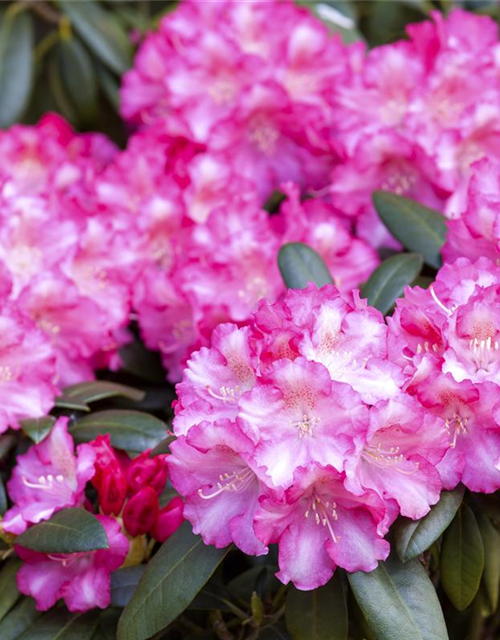 Rhododendron yakushimanum Fantastica