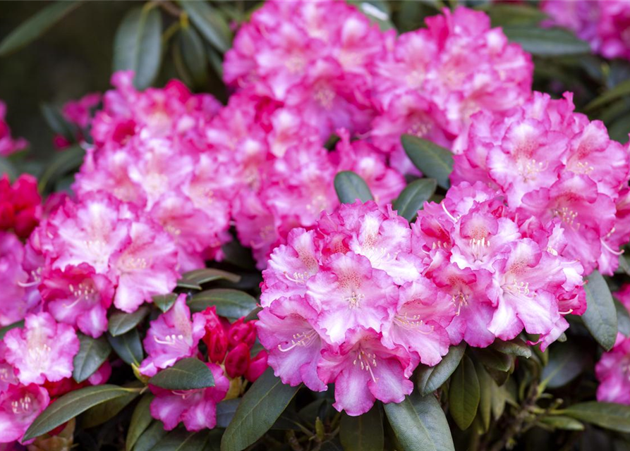 Rhododendron yakushimanum Fantastica