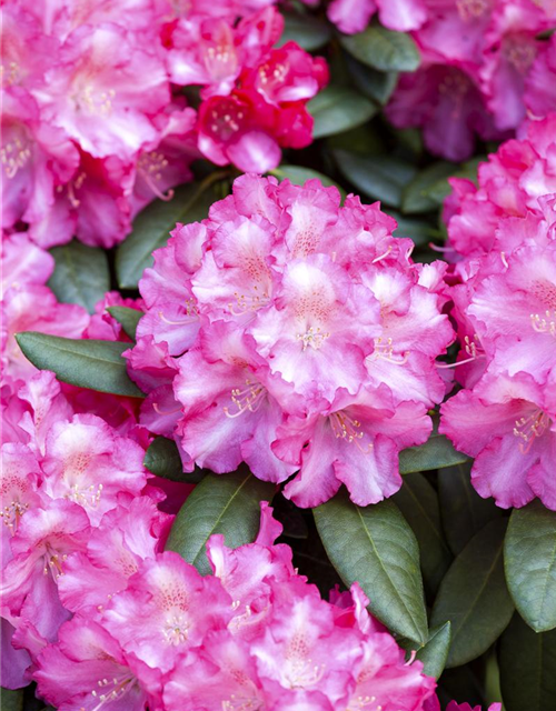 Rhododendron yakushimanum Fantastica