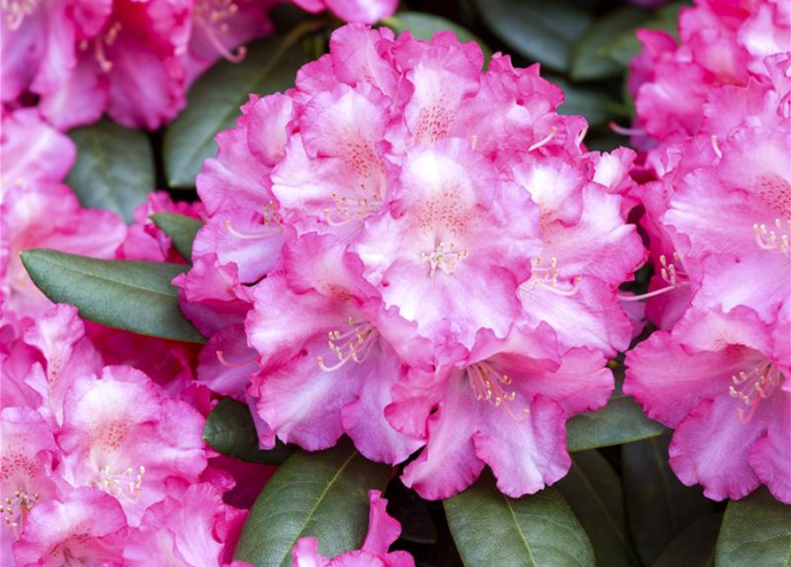 Rhododendron yakushimanum Fantastica