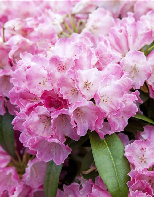 Rhododendron yakushimanum Fantastica