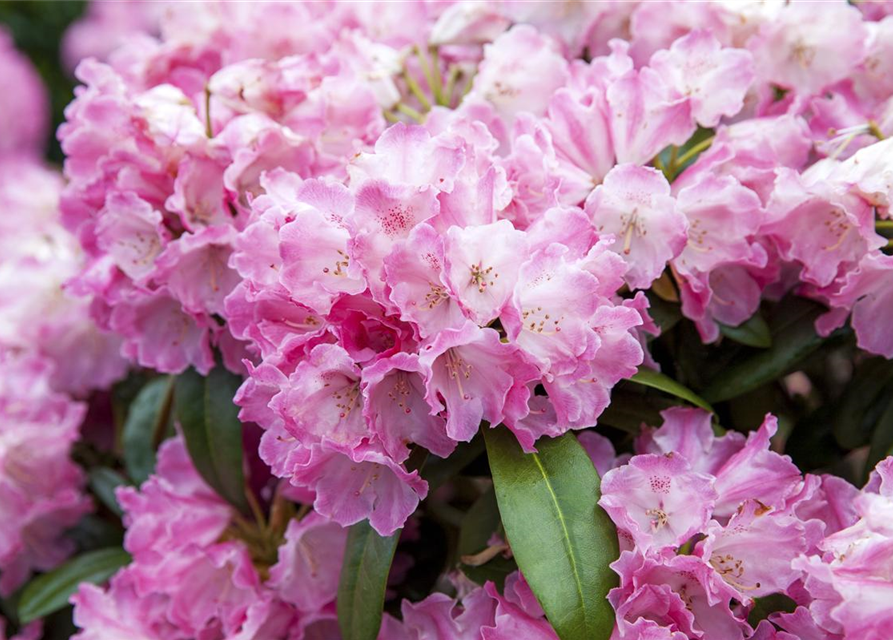 Rhododendron yakushimanum Fantastica