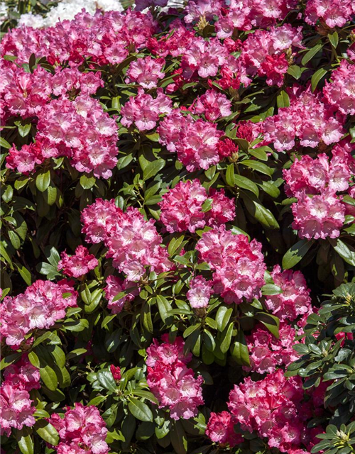 Rhododendron yakushimanum Morgenrot