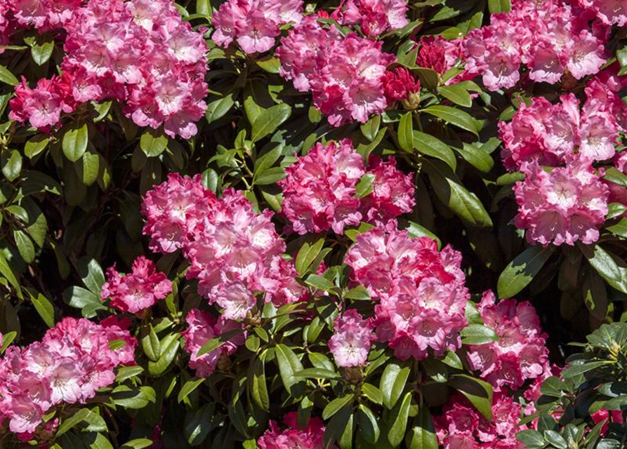 Rhododendron yakushimanum Morgenrot