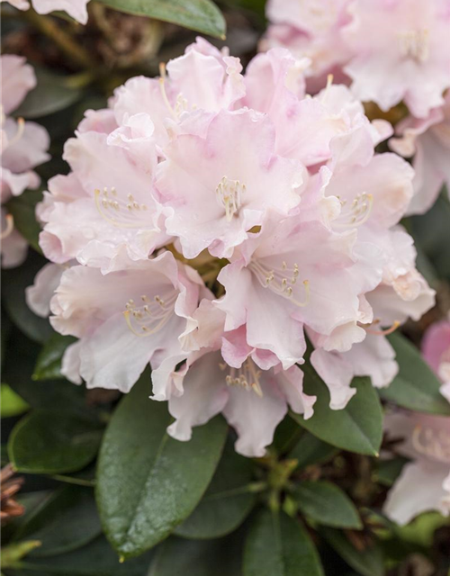 Rhododendron yakushimanum Schneekrone