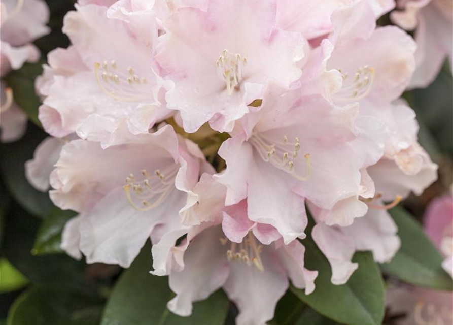 Rhododendron yakushimanum Schneekrone