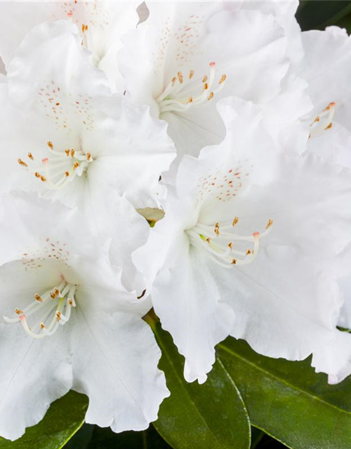 Rhododendron yakushimanum Schneekrone