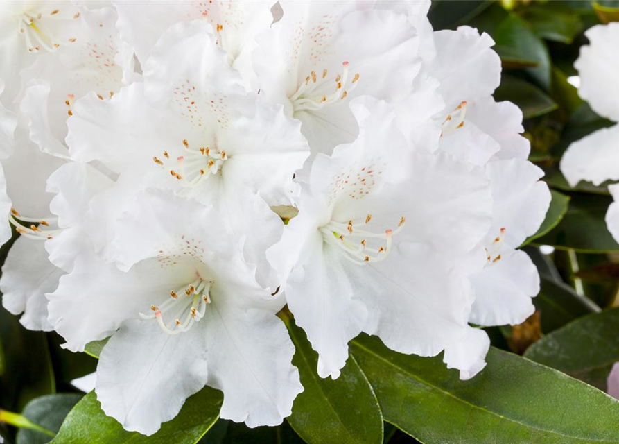 Rhododendron yakushimanum Schneekrone