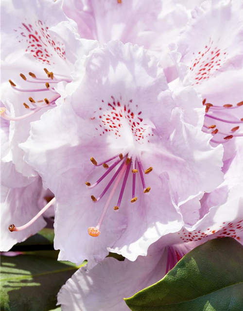 Rhododendron yakushimanum Schneekrone