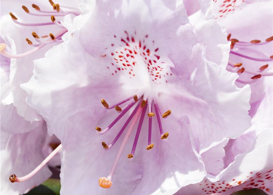 Rhododendron yakushimanum Schneekrone