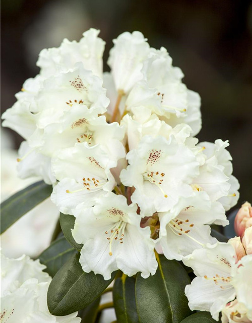 Rhododendron yakushimanum Schneekrone