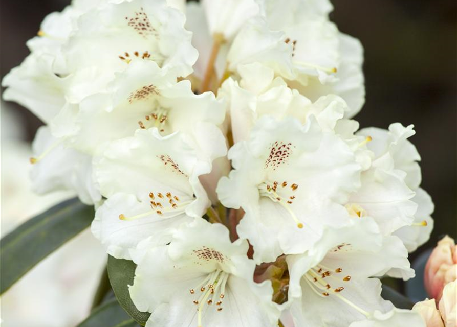 Rhododendron yakushimanum Schneekrone