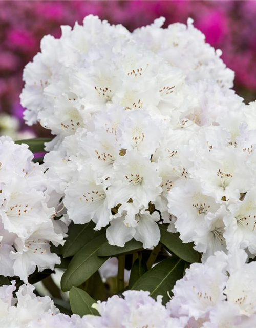 Rhododendron yakushimanum Schneekrone