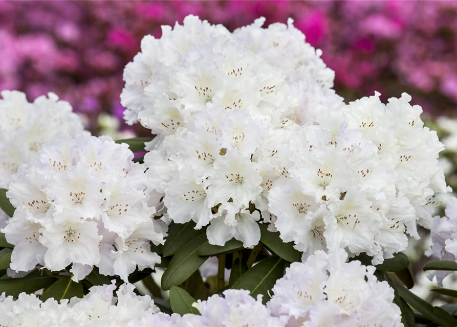 Rhododendron yakushimanum Schneekrone