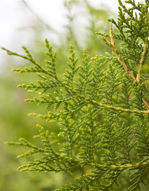 Thuja occidentalis Brabant