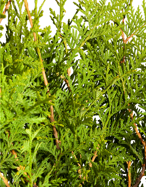 Thuja occidentalis Brabant