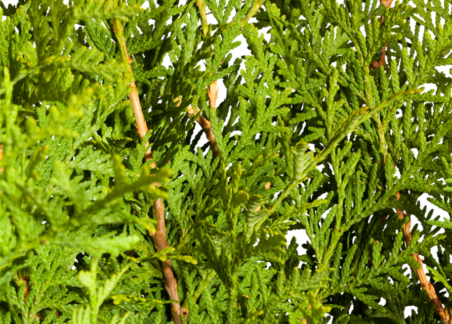 Thuja occidentalis Brabant