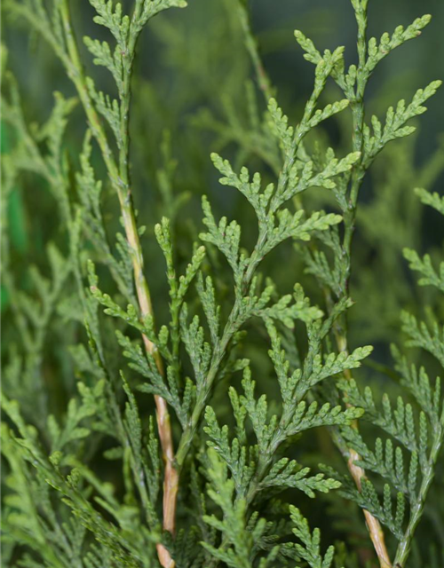 Thuja occidentalis Brabant