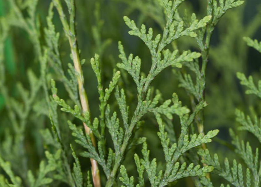 Thuja occidentalis Brabant