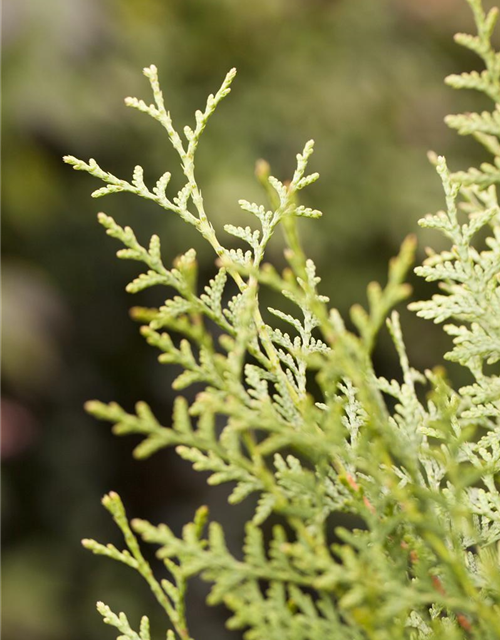 Thuja occidentalis Brabant