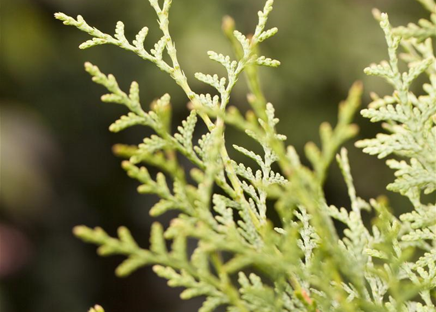 Thuja occidentalis Brabant