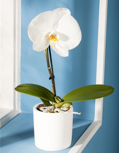 Phalaenopsis Singolo