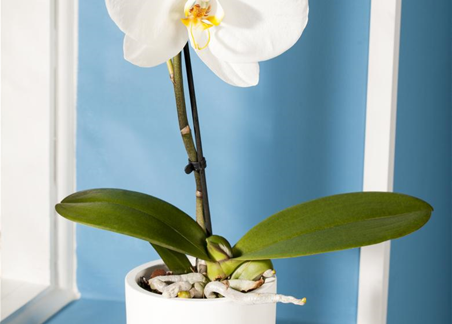 Phalaenopsis Singolo