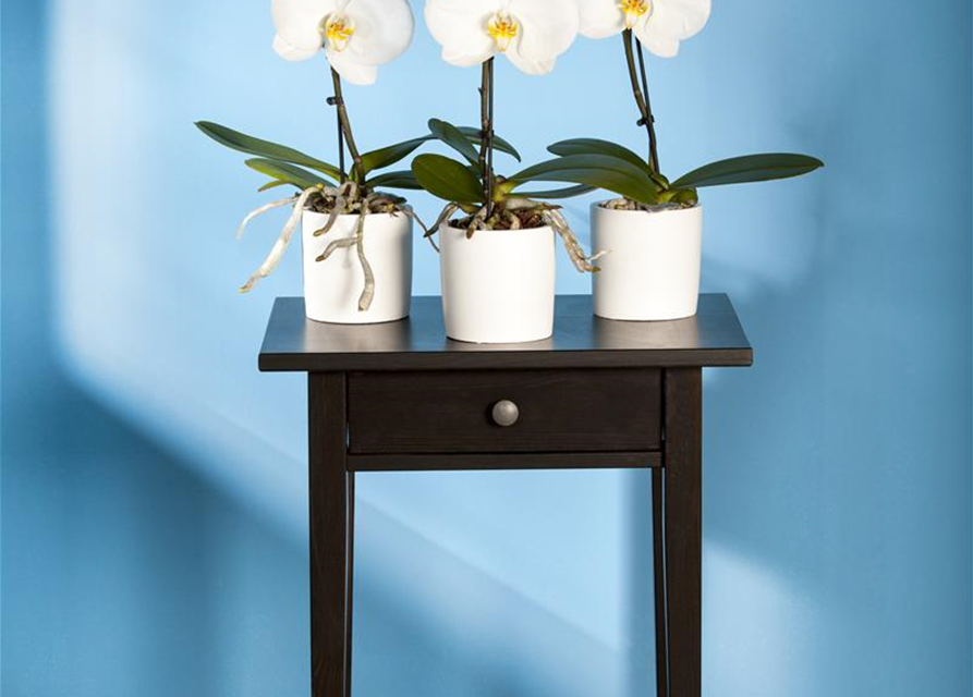 Phalaenopsis Singolo