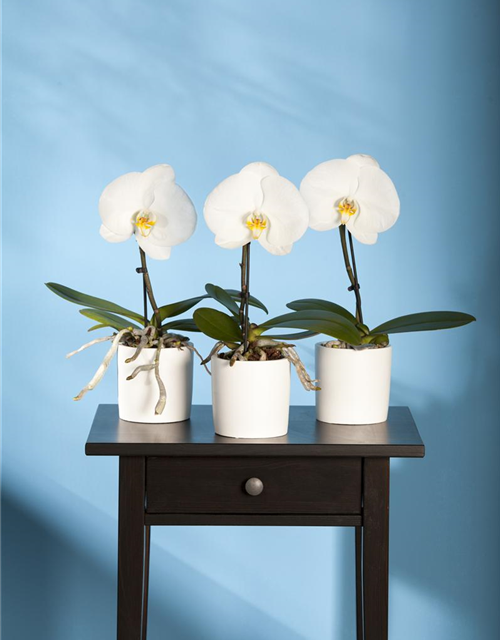 Phalaenopsis Singolo