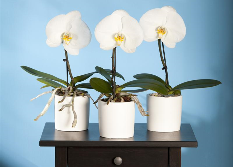 Phalaenopsis Singolo