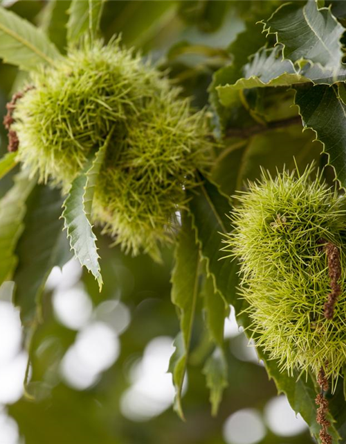 Castanea sativa