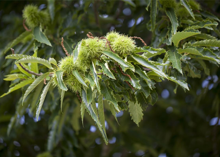 Castanea sativa