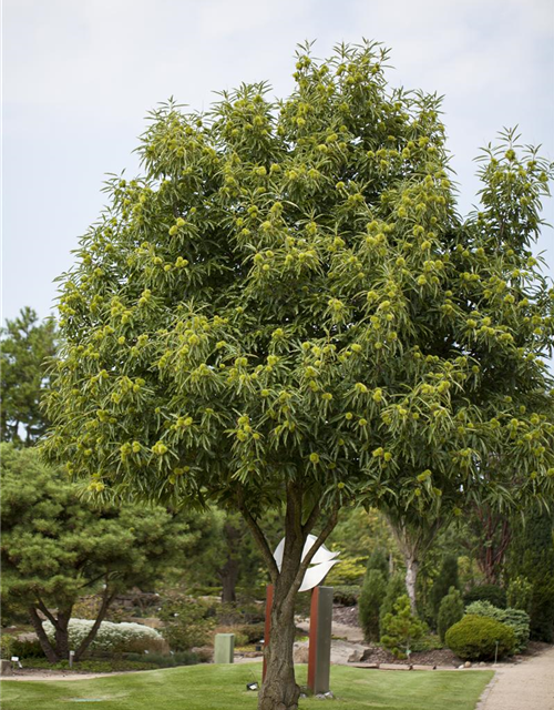 Castanea sativa