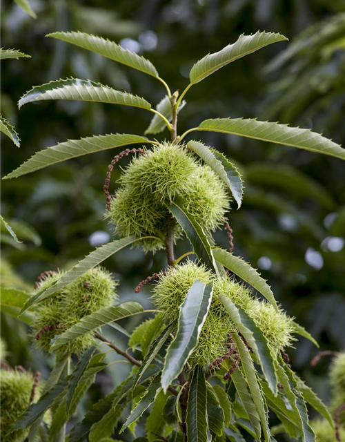 Castanea sativa