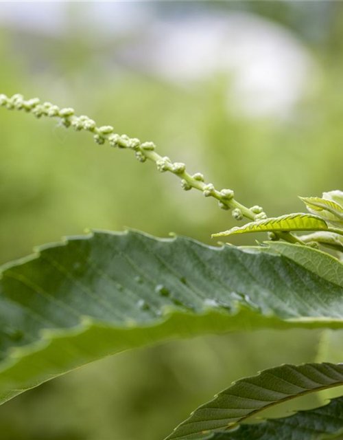 Castanea sativa