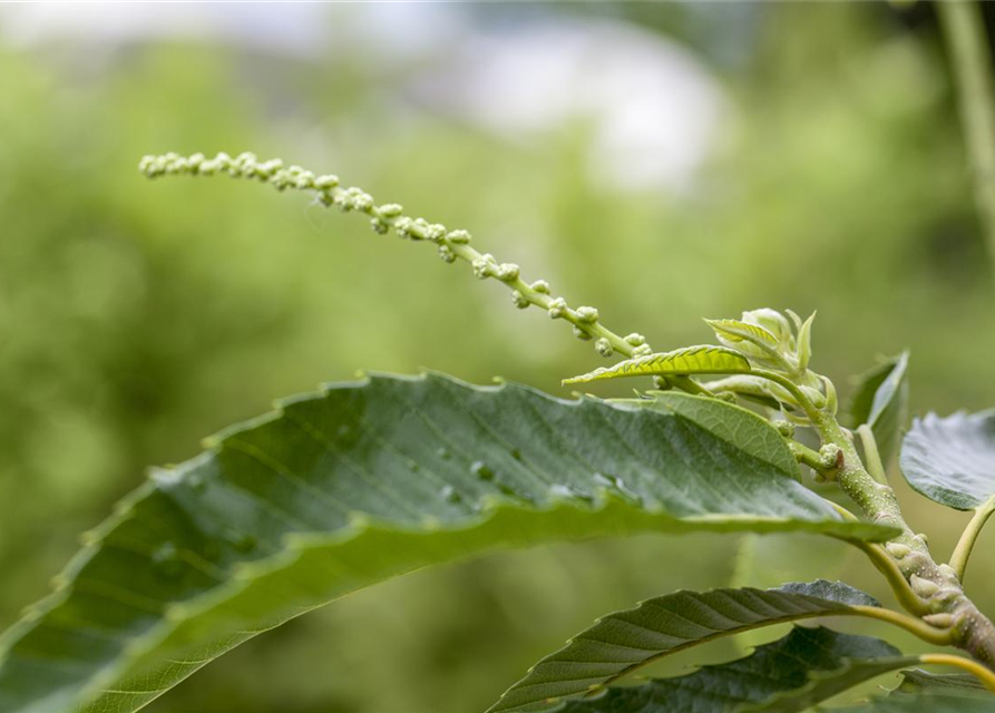 Castanea sativa