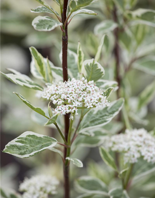 Cornus alba Elegantissima