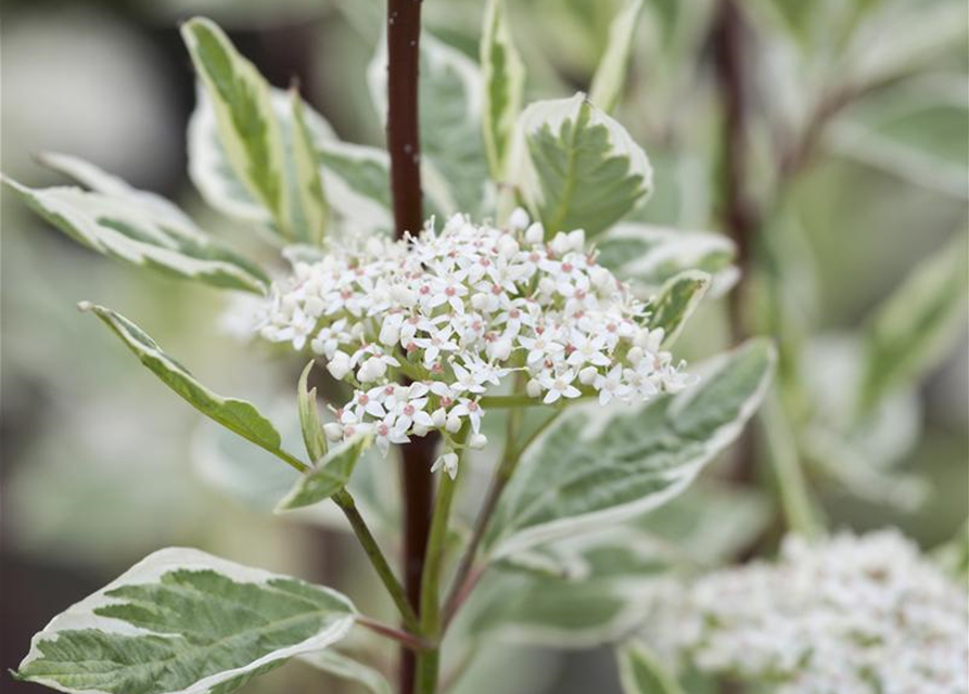 Cornus alba Elegantissima