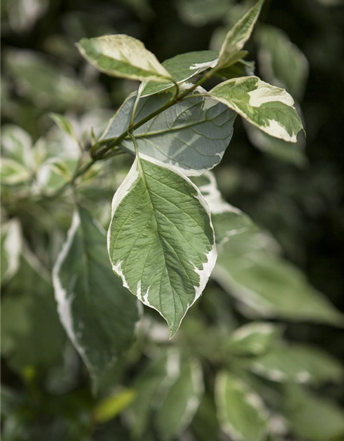 Cornus alba Elegantissima