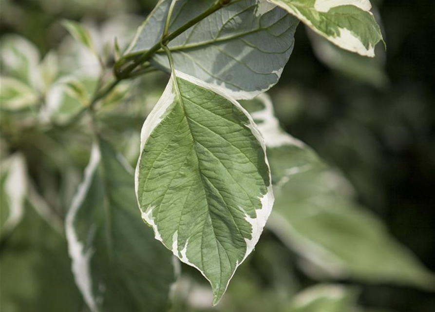 Cornus alba Elegantissima