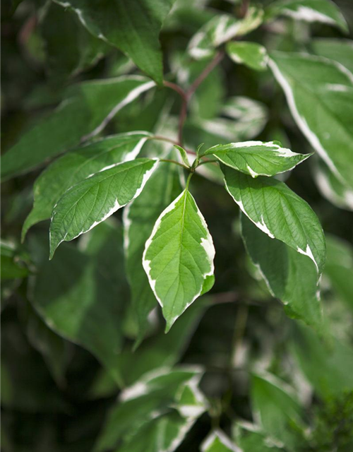 Cornus alba Elegantissima