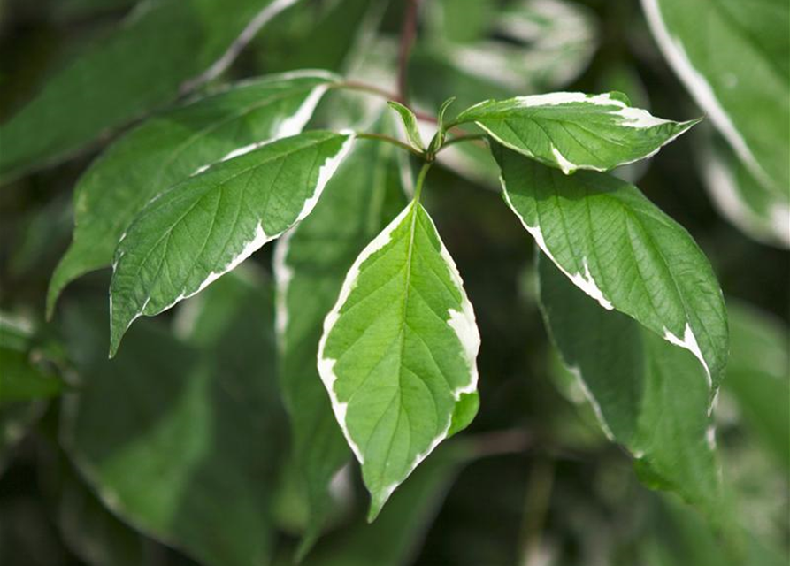 Cornus alba Elegantissima