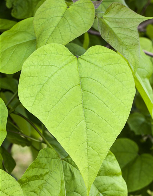 Catalpa bignonioides