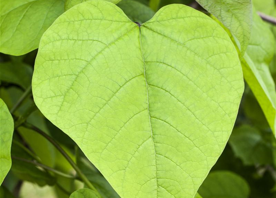 Catalpa bignonioides