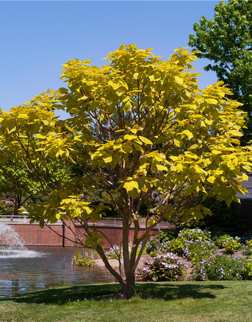 Catalpa bignonioides