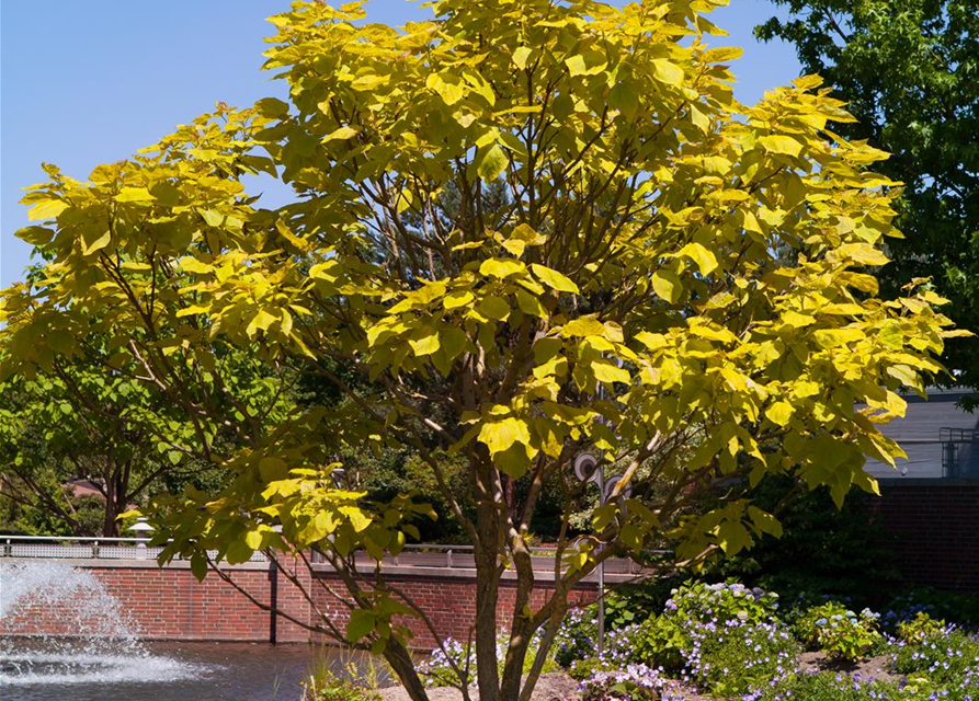 Catalpa bignonioides