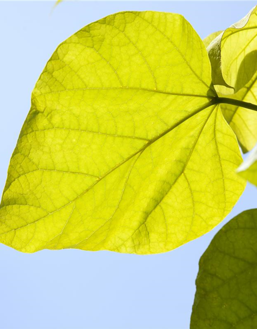 Catalpa bignonioides