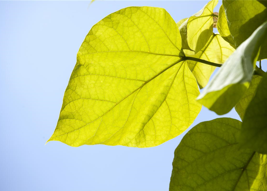 Catalpa bignonioides