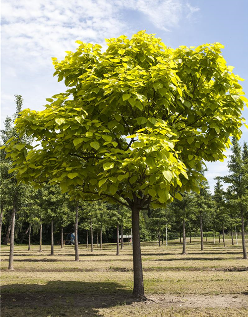 Catalpa bignonioides